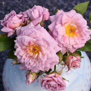 Lace rose discount